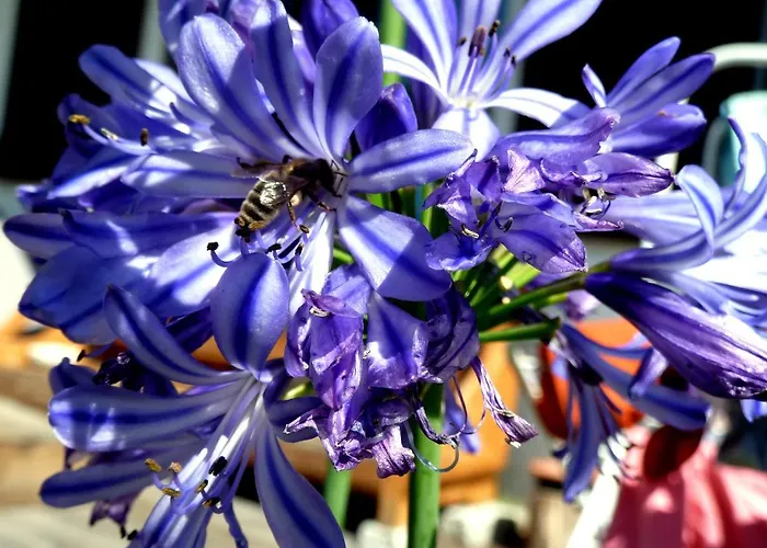 Capucine Διαμέρισμα Σαμονί