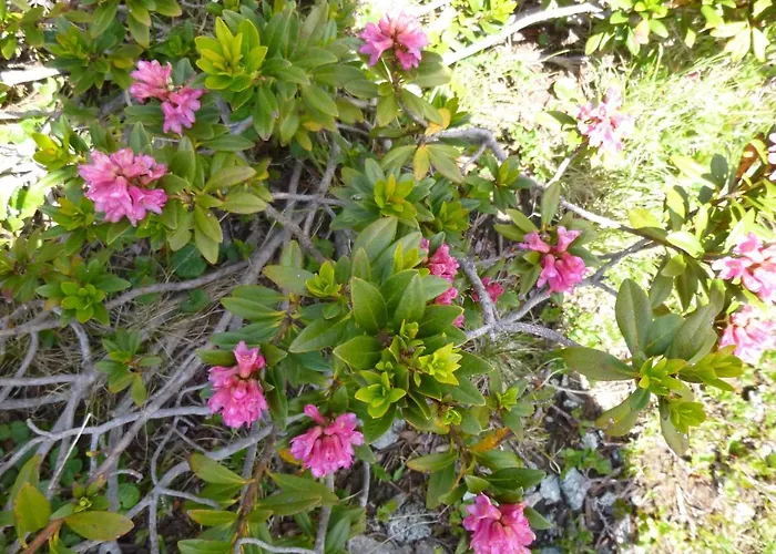 Daire Capucine Chamonix