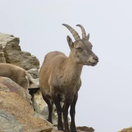 Capucine דירה שאמוני