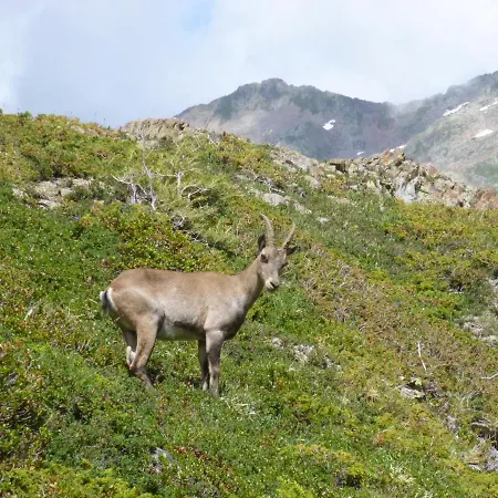 Capucine * Chamonix
