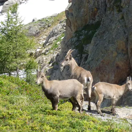 Capucine * Chamonix