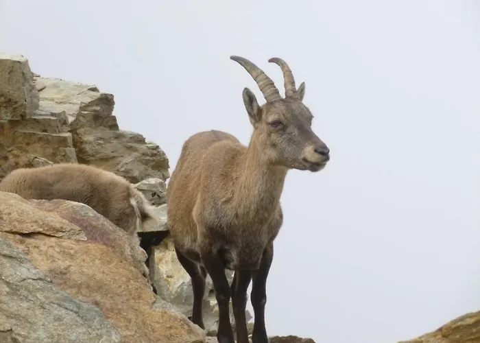 Capucine Appartamento Chamonix